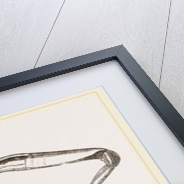 Gonoplax rhomboides by Anonymous