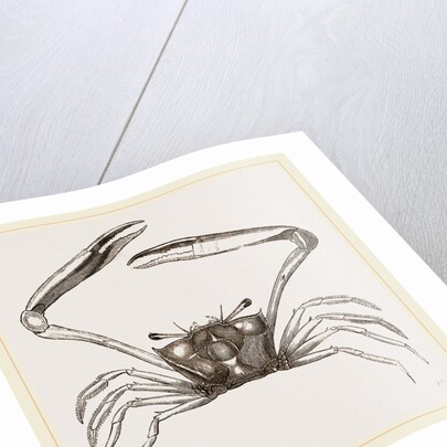 Gonoplax rhomboides by Anonymous