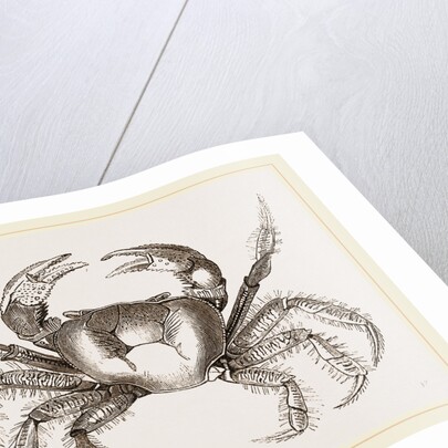 Uga Una by Anonymous