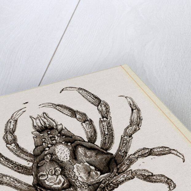 Naxia serpulifera by Anonymous