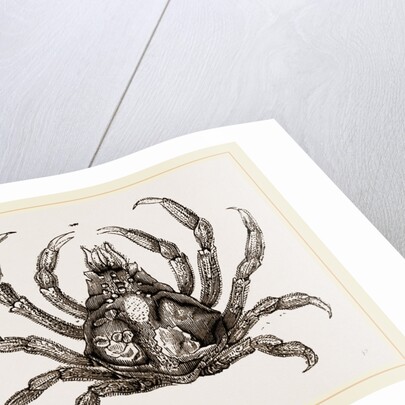 Naxia serpulifera by Anonymous