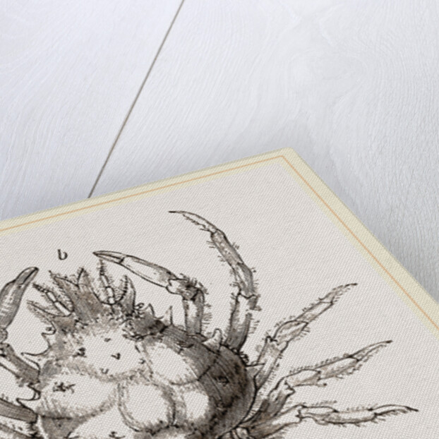 Pisa tetraodon by Anonymous