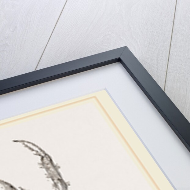 Pisa tetraodon by Anonymous