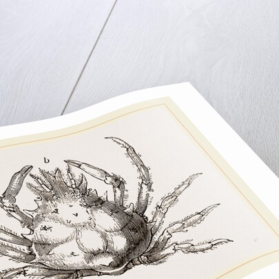 Pisa tetraodon by Anonymous