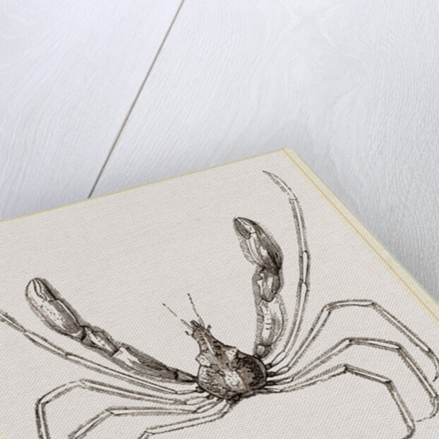 Stenorhynchus phalangium by Anonymous