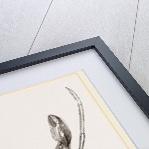 Stenorhynchus phalangium by Anonymous