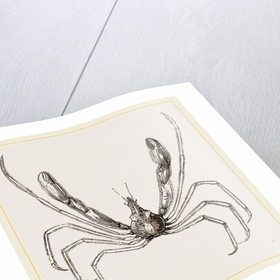 Stenorhynchus phalangium by Anonymous