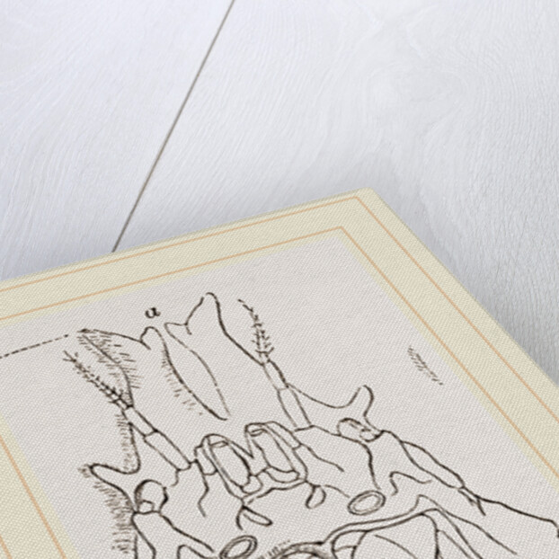 Naxia serpulifera by Anonymous