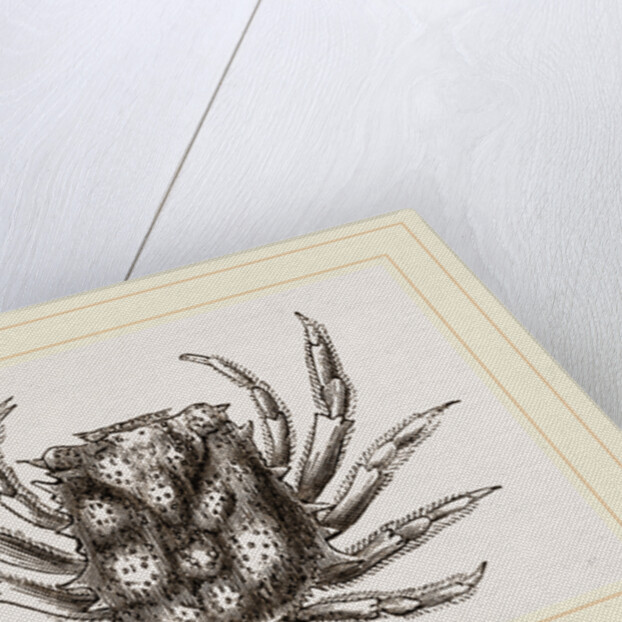 Micippa Philyra by Anonymous