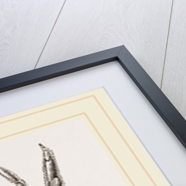 Micippa Philyra by Anonymous