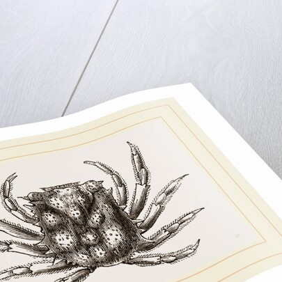 Micippa Philyra by Anonymous