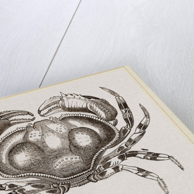 Hepatus fasciatus by Anonymous