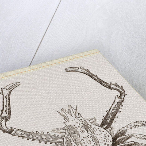 Euryonome aspera by Anonymous