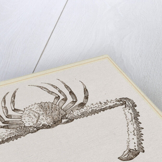 Lambrus longimanus by Anonymous