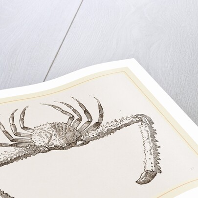 Lambrus longimanus by Anonymous