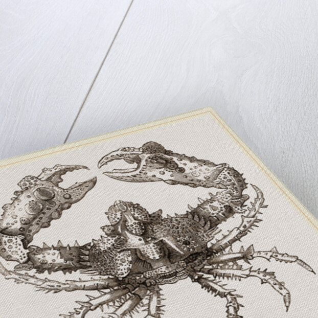 Parthenope horrida by Anonymous