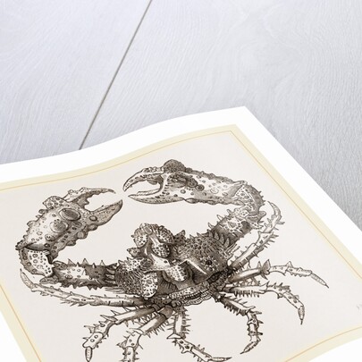 Parthenope horrida by Anonymous
