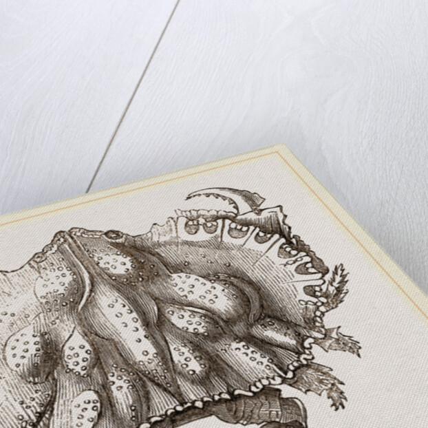 Oethra scruposa by Anonymous