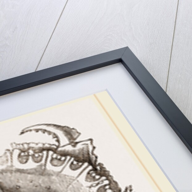 Oethra scruposa by Anonymous