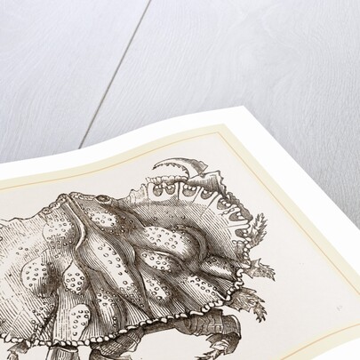 Oethra scruposa by Anonymous