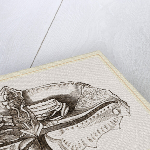 Cryptopodia fornicata Under Surface by Anonymous