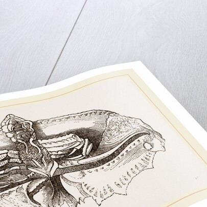 Cryptopodia fornicata Under Surface by Anonymous