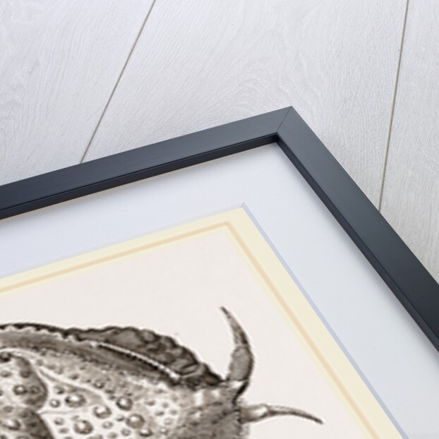 Calappa tuberculata by Anonymous