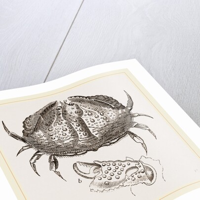 Calappa tuberculata by Anonymous