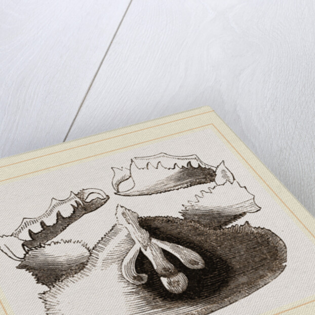 Cryptopodia fornicata Upper Surface by Anonymous