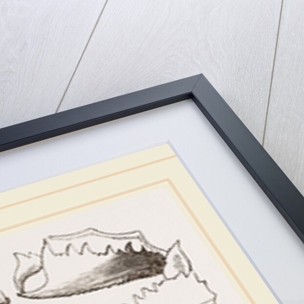 Cryptopodia fornicata Upper Surface by Anonymous