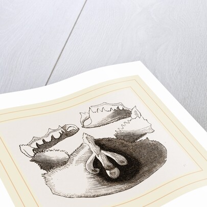 Cryptopodia fornicata Upper Surface by Anonymous