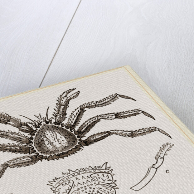 Lithodes arctica Female by Anonymous