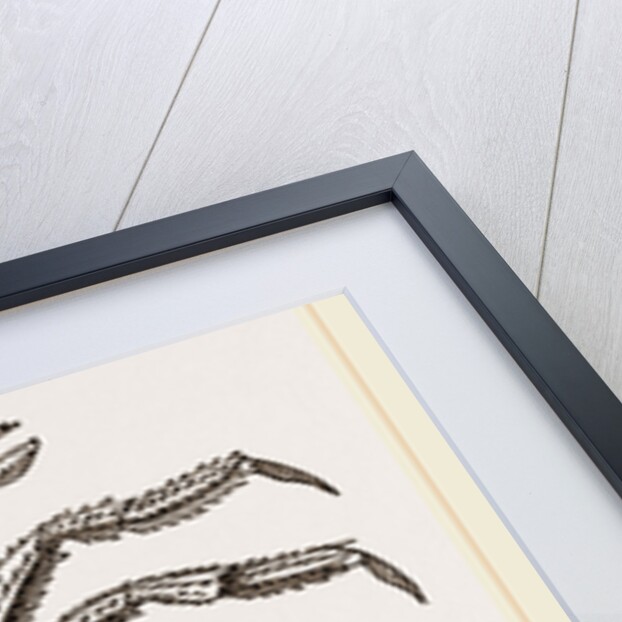 Lithodes arctica Female by Anonymous