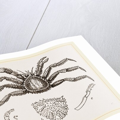 Lithodes arctica Female by Anonymous