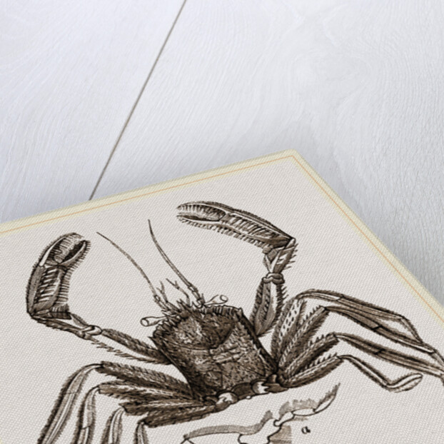 Homola spinifrons by Anonymous