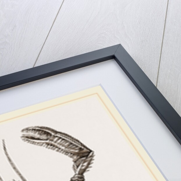 Homola spinifrons by Anonymous