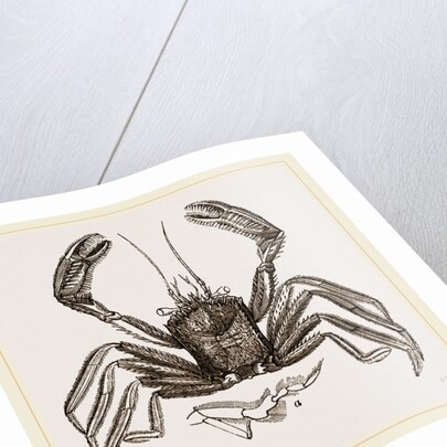 Homola spinifrons by Anonymous