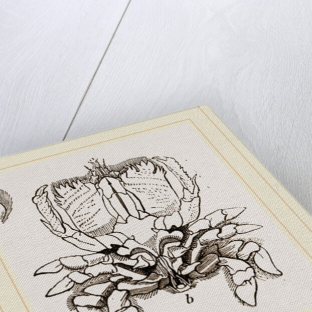 Ranina dentata by Anonymous