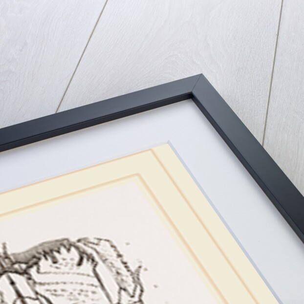 Ranina dentata by Anonymous