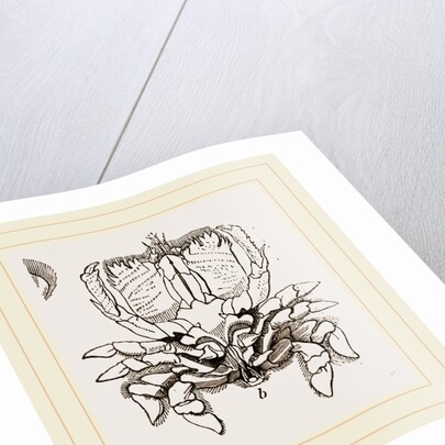 Ranina dentata by Anonymous