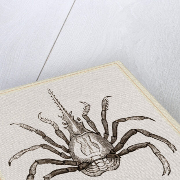 Pactulus Boscii by Anonymous