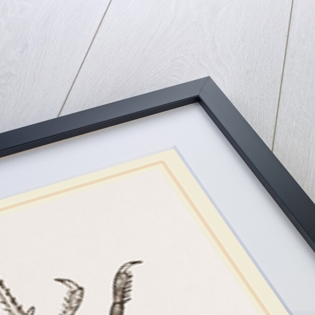 Pactulus Boscii by Anonymous