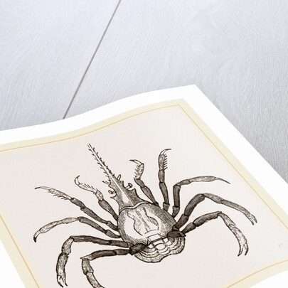 Pactulus Boscii by Anonymous