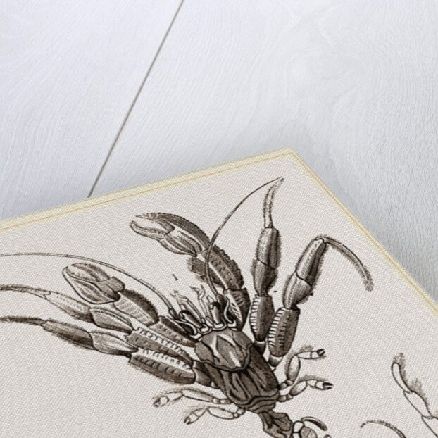 Pagurus Bernhardas by Anonymous