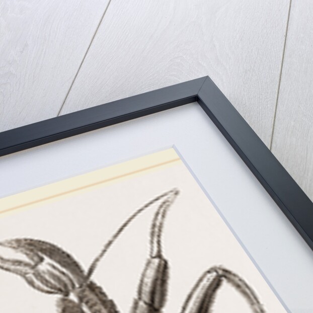 Pagurus Bernhardas by Anonymous