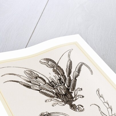 Pagurus Bernhardas by Anonymous