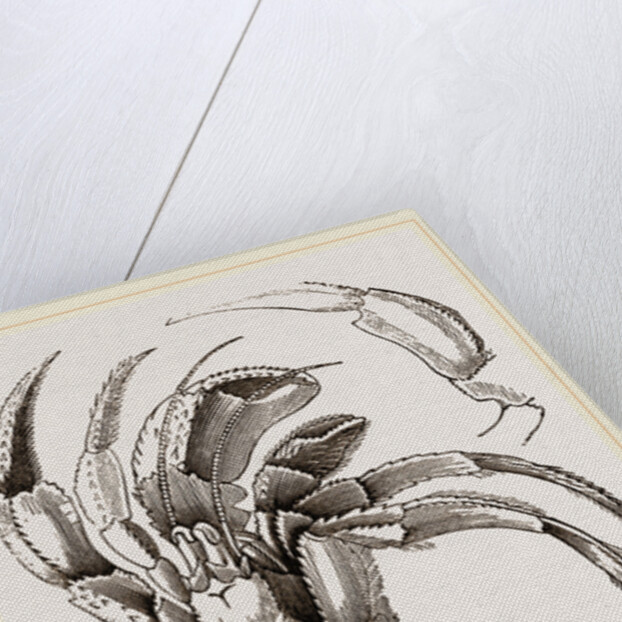 Pagurus deformis by Anonymous