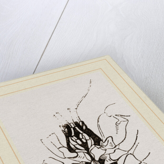 Under Side of Thorax Cenobita by Anonymous