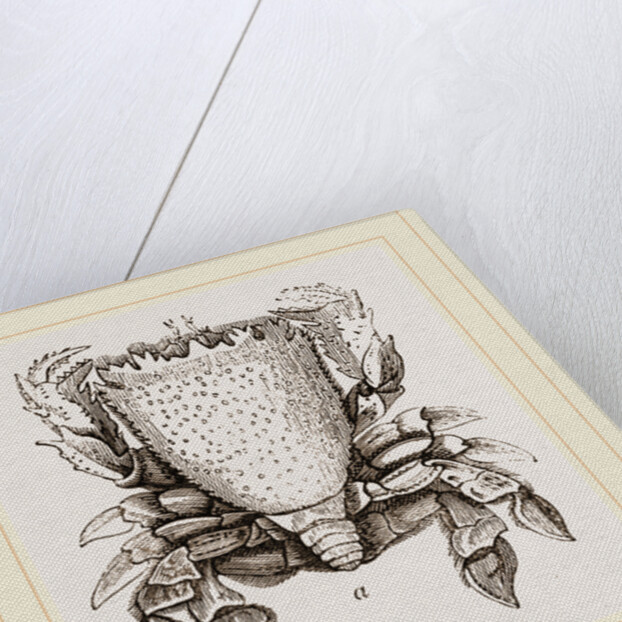 Ranina dentata by Anonymous