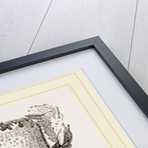 Ranina dentata by Anonymous